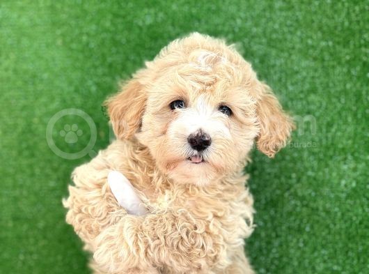 Mi̇ni̇ Boy Malti̇poo Yavrular