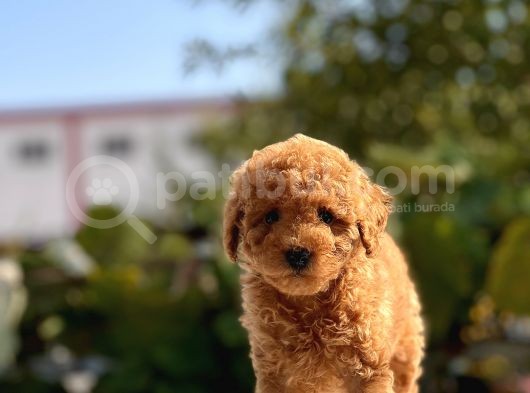 Sevimli Toy Poodle Yavrular
