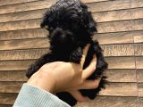 Safkan Silver-Siyah Poodle Bebeklerimiz