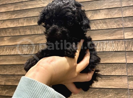 Safkan Silver-Siyah Poodle Bebeklerimiz görsel