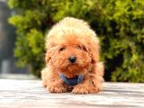Safkan Poodle Yavrular