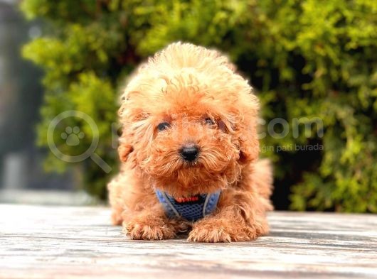 Safkan Poodle Yavrular görsel