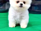 Safkan Pomeranian Boo