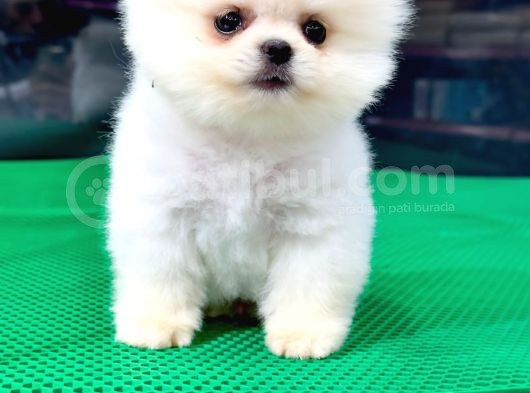 Safkan Pomeranian Boo görsel