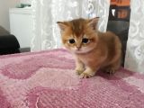 British Shorthair  Golden Erkek Yavruları
