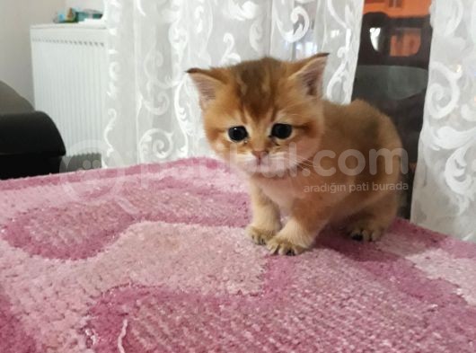 British Shorthair  Golden Erkek Yavruları görsel