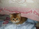 British shorthair  golden erkek yavruları