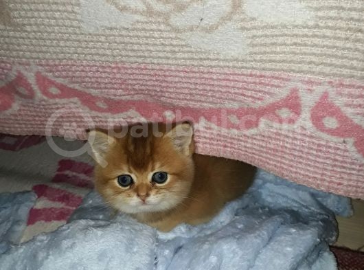British Shorthair  Golden Erkek Yavruları