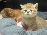 British Shorthair  Golden Erkek Yavruları