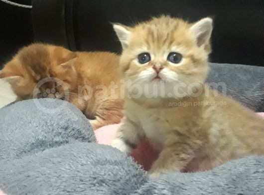 British Shorthair  Golden Erkek Yavruları görsel