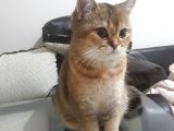 Çok Güzel Bir dişi British Shorthair Black Golden