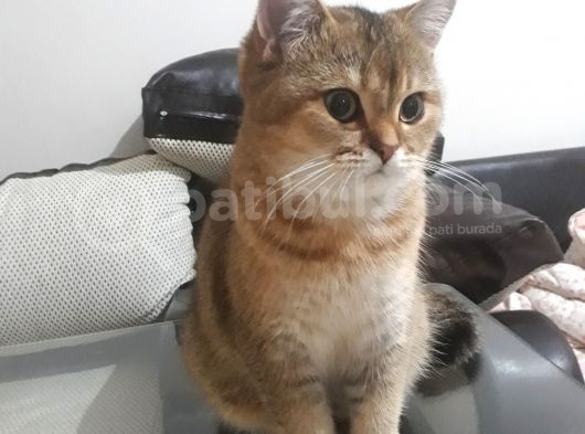 Çok Güzel Bir Dişi British Shorthair Black Golden