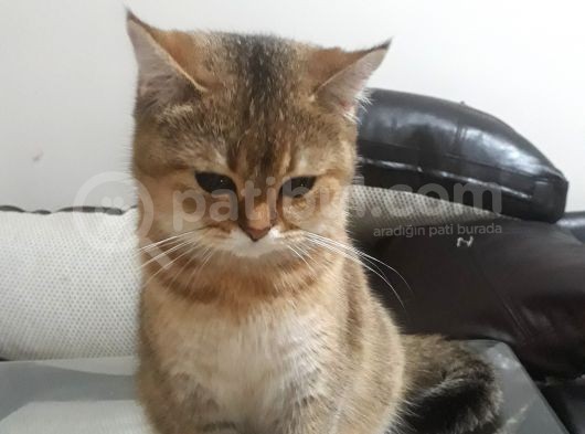 Çok Güzel Bir Dişi British Shorthair Black Golden görsel