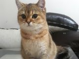 Çok Güzel Bir Dişi British Shorthair Black Golden