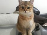 Çok Güzel Bir Dişi British Shorthair Black Golden