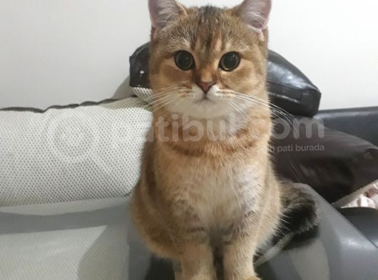 Çok Güzel Bir Dişi British Shorthair Black Golden görsel