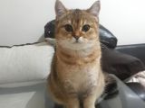 Çok Güzel Bir Dişi British Shorthair Black Golden