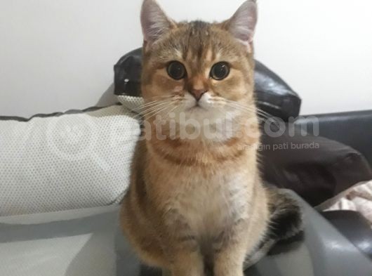 Çok Güzel Bir Dişi British Shorthair Black Golden görsel