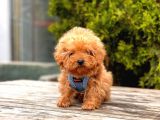 Safkan Poodle Yavrular