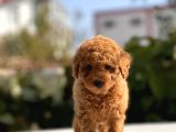 Sevimli Toy Poodle Yavrular