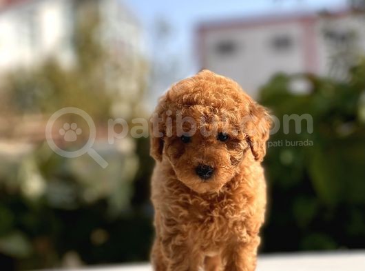 Sevimli Toy Poodle Yavrular görsel