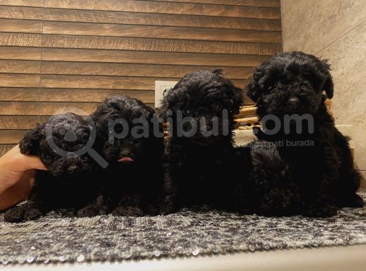 Safkan Silver-Siyah Poodle Bebeklerimiz