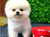 Safkan Pomeranian Boo