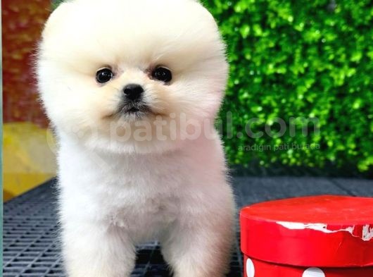 Safkan Pomeranian Boo