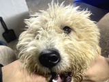 Şehir Değişikliği Sebebiyle Toy &Quot; Köpeğimiz Acil Satılık