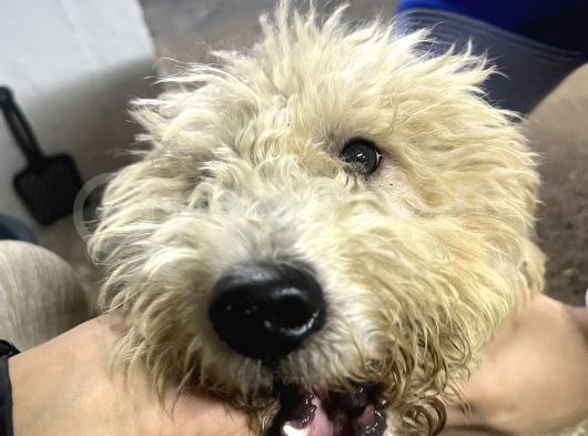 Şehir Değişikliği Sebebiyle Toy &Quot; Köpeğimiz Acil Satılık görsel