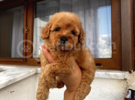 Apricot Renginde Dişi-Erkek Toypoodle Bebişlerimiz görsel