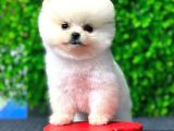 Safkan Pomeranian Boo