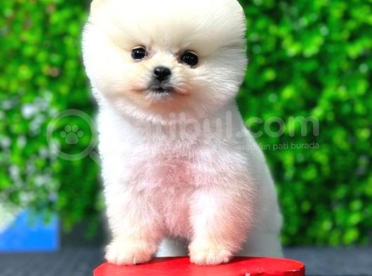 Safkan Pomeranian Boo görsel