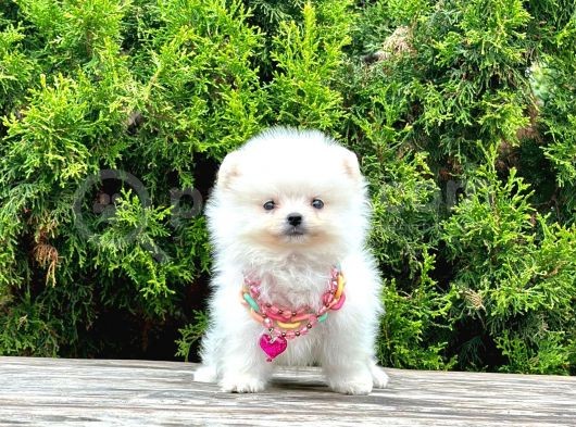 Safkan Pomeranian Boo Yavrularımız görsel