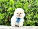 Safkan Pomeranian Boo Yavrularımız