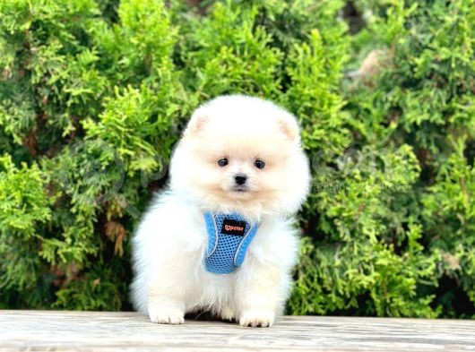 Safkan Pomeranian Boo Yavrularımız görsel