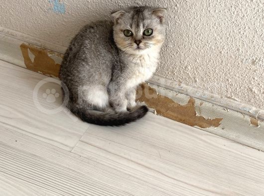 Anne Altından Sağlıklı Yavrular Silver görsel