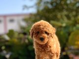 Sevimli Toy Poodle Yavrular
