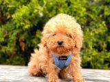 Safkan Poodle Yavrular