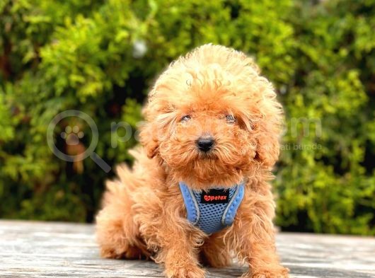 Safkan Poodle Yavrular görsel
