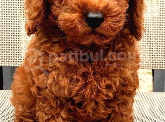 Toy Poodle Has Kahverengi Safkan Orjinal Renk Ve Boyut Garantili