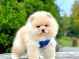 Safkan Pomeranian Boo Yavrularımız