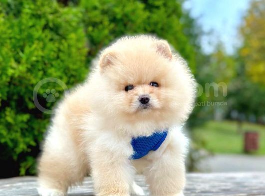 Safkan Pomeranian Boo Yavrularımız
