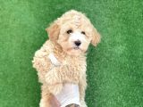 Mi̇ni̇ Boy Malti̇poo Yavrular