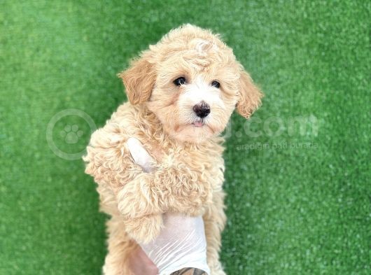 Mi̇ni̇ Boy Malti̇poo Yavrular görsel