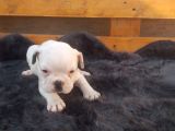 Yavru French Bulldog