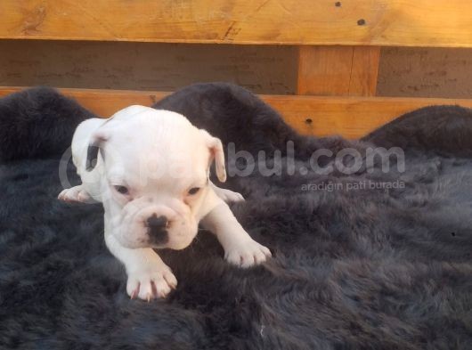 Yavru French Bulldog