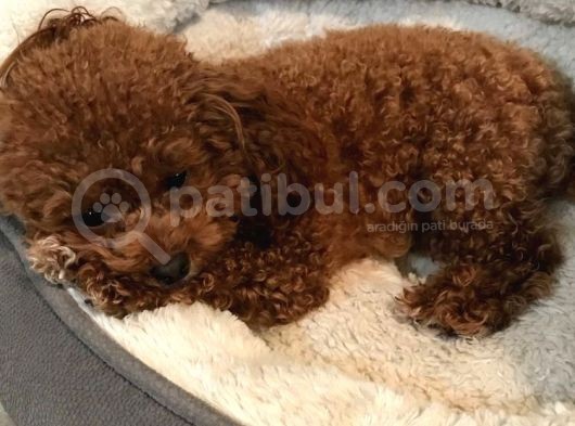Toy Poodle Has Kahverengi Safkan Orjinal Renk Ve Boyut Garantili görsel