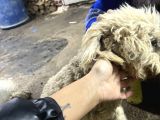 Şehir Değişikliği Sebebiyle Toy " Köpeğimiz Acil Satılık