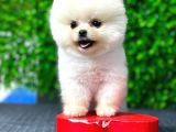 Safkan Pomeranian Boo